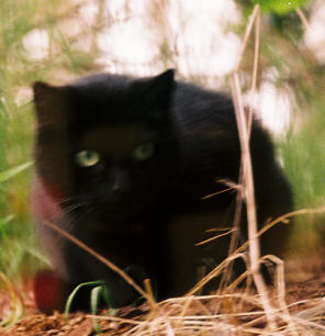 Oh, Oh, What's That Sound?